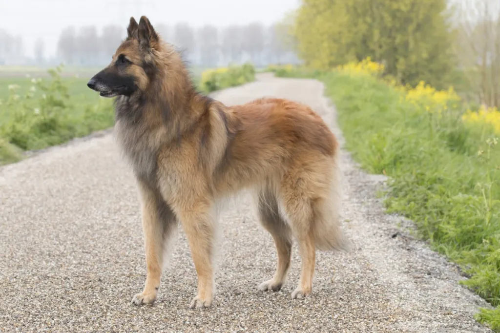 Belgian Teruven dog