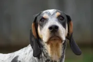 Close-up of a Bluetick Coonhound.