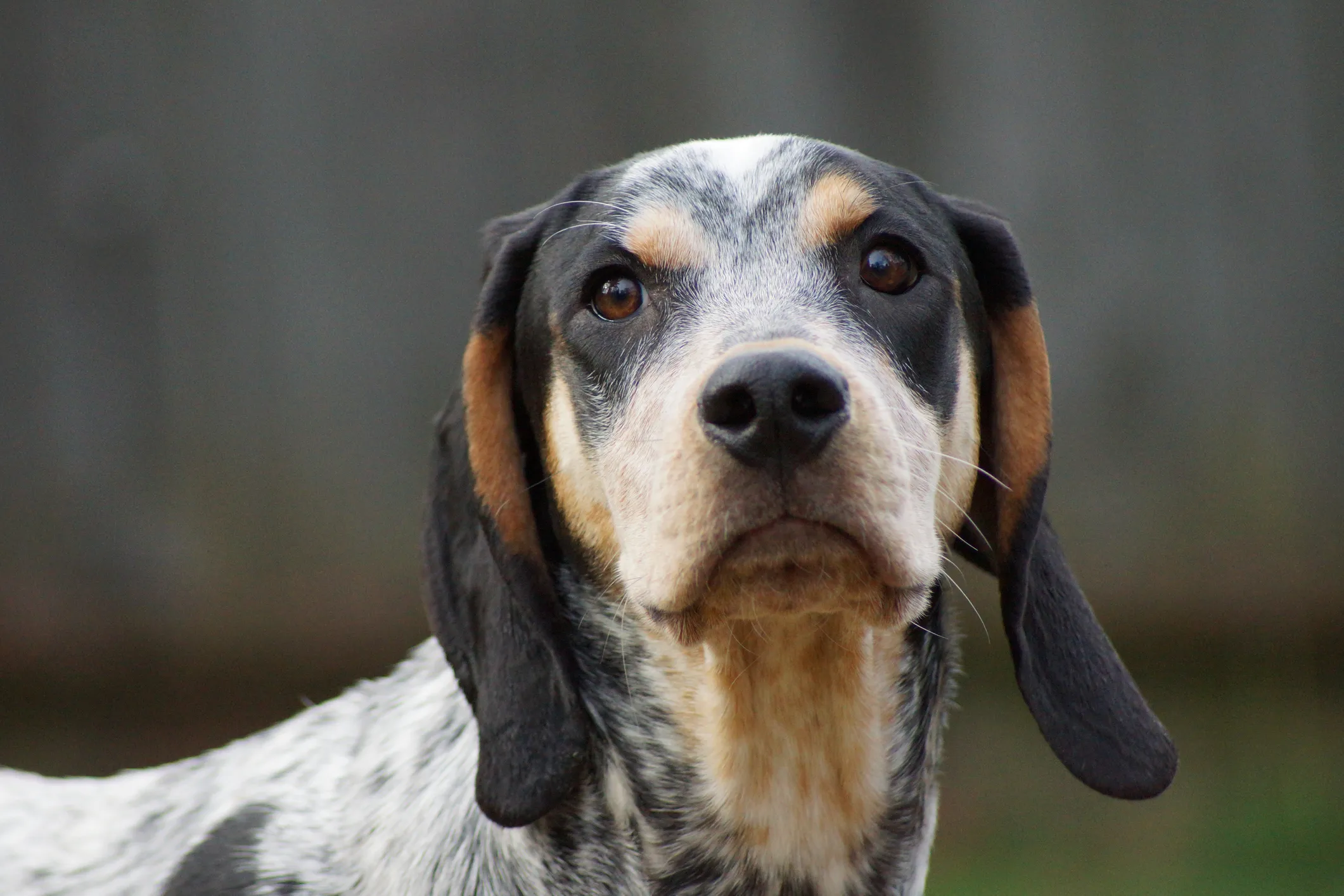 Bluetick coonhound sale bloodhound mix