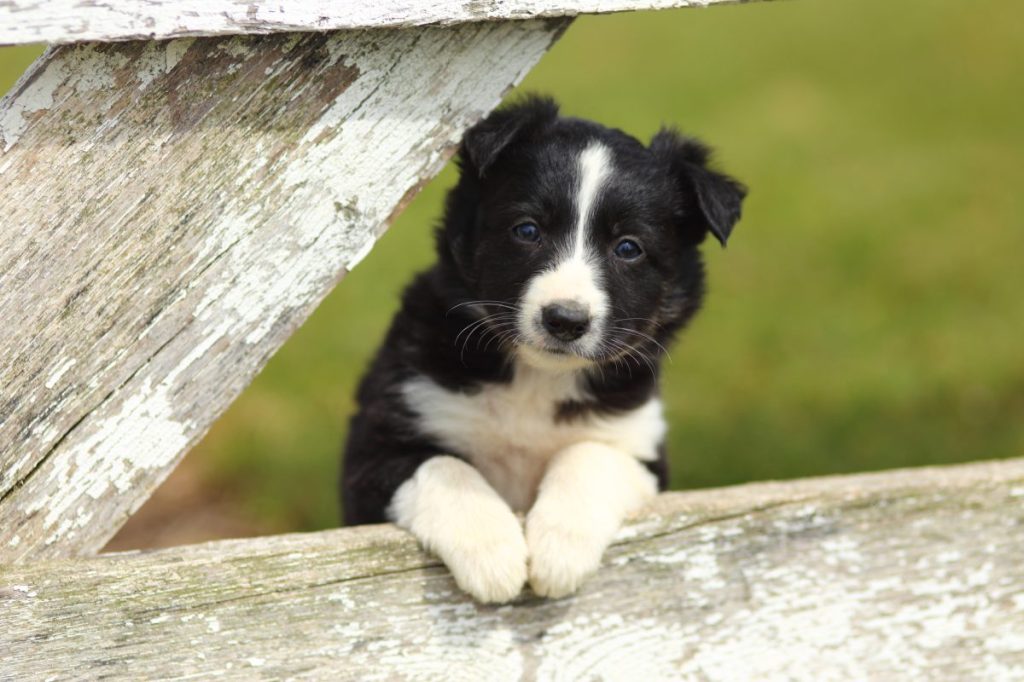 Border Collie Dog Breed Info: Facts, Traits & History – Dogster