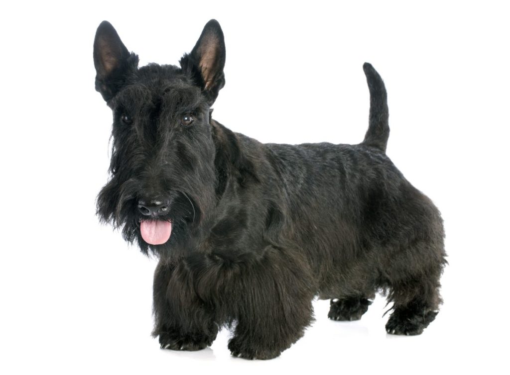 Scottish Terrier Dog Breed Information & Characteristics