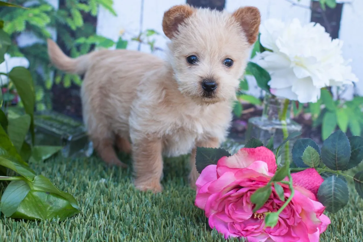 Teacup sales norwich terrier