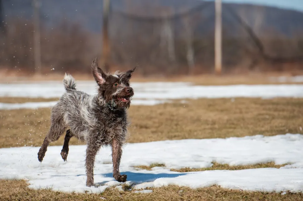 wirehaired pointing griffon running