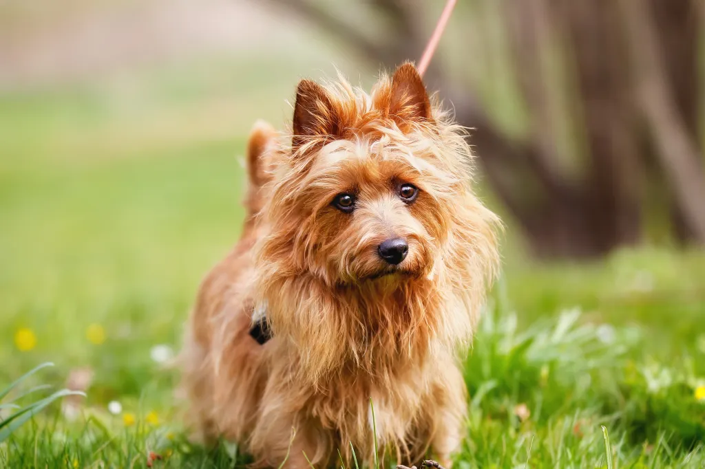 Australian Terrier outside on the grass during spring/summer time.