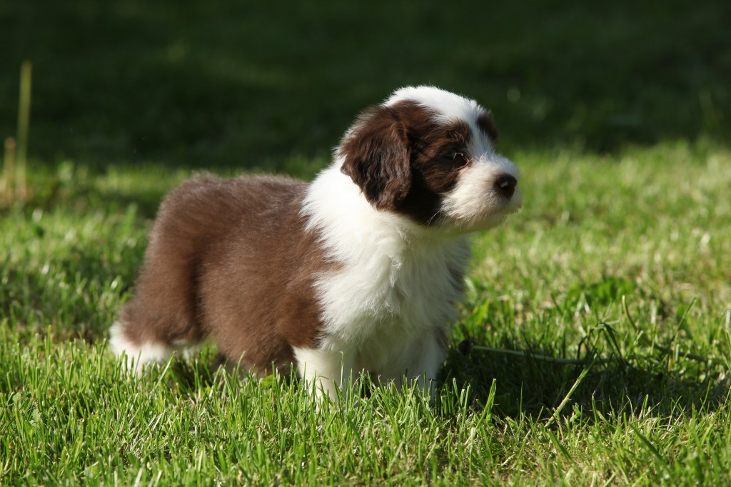 Bearded Collie puppy standing in the garden.