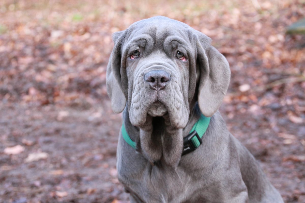 Grey store mastiff puppy