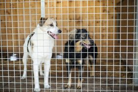 kenneled dogs abandoned at boarding facility