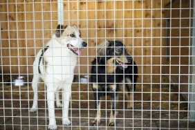 kenneled dogs abandoned at boarding facility