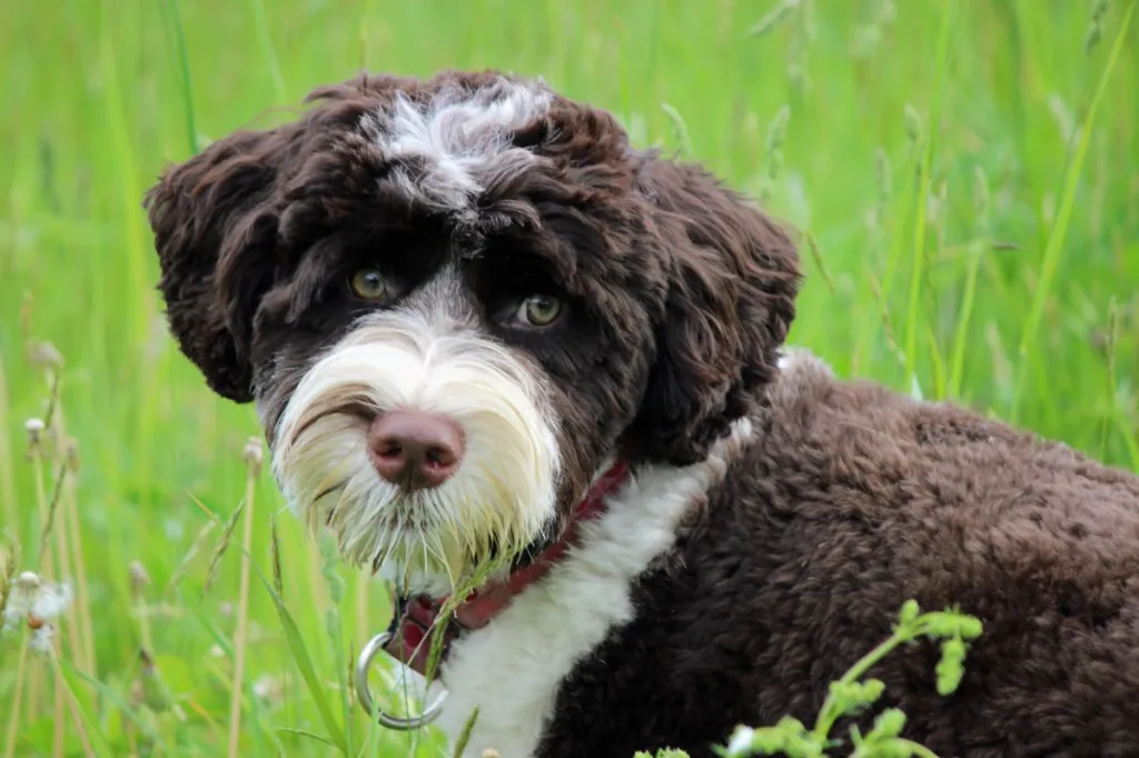 Portuguese Water Dog puppy in the Grass