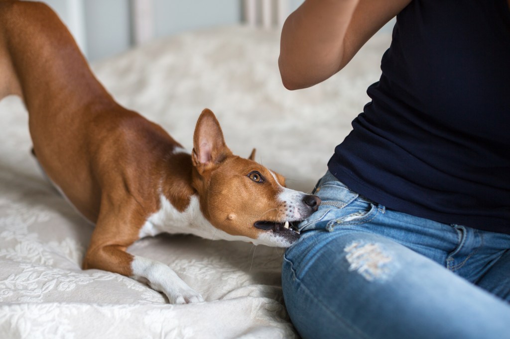 dog biting woman's jeans