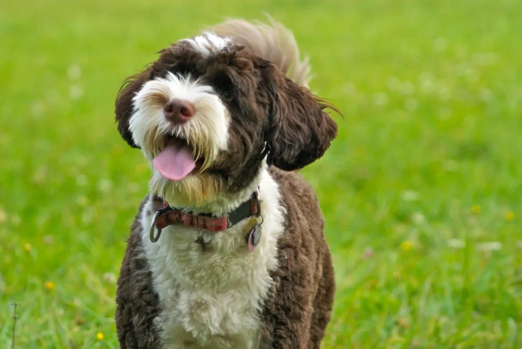 Portuguese Water Dog Breed Information & Characteristics