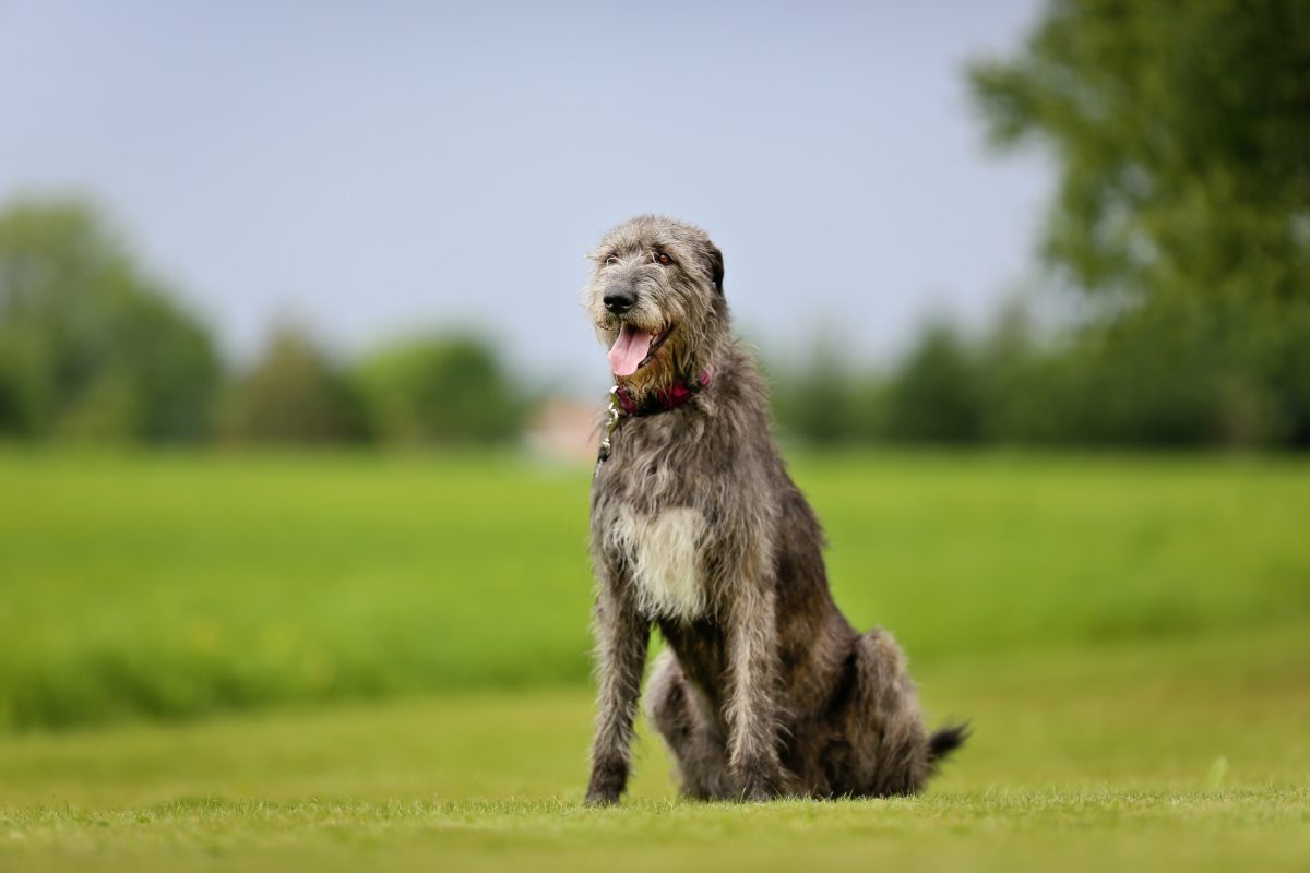 African store wolfhound dog