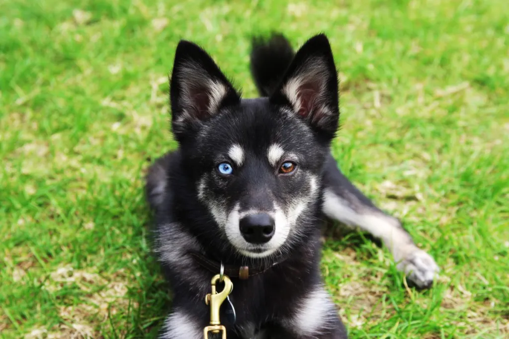 Alaskan Klee Kai Standard