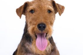 Close up of a Welsh Terrier on an all white backdrop.