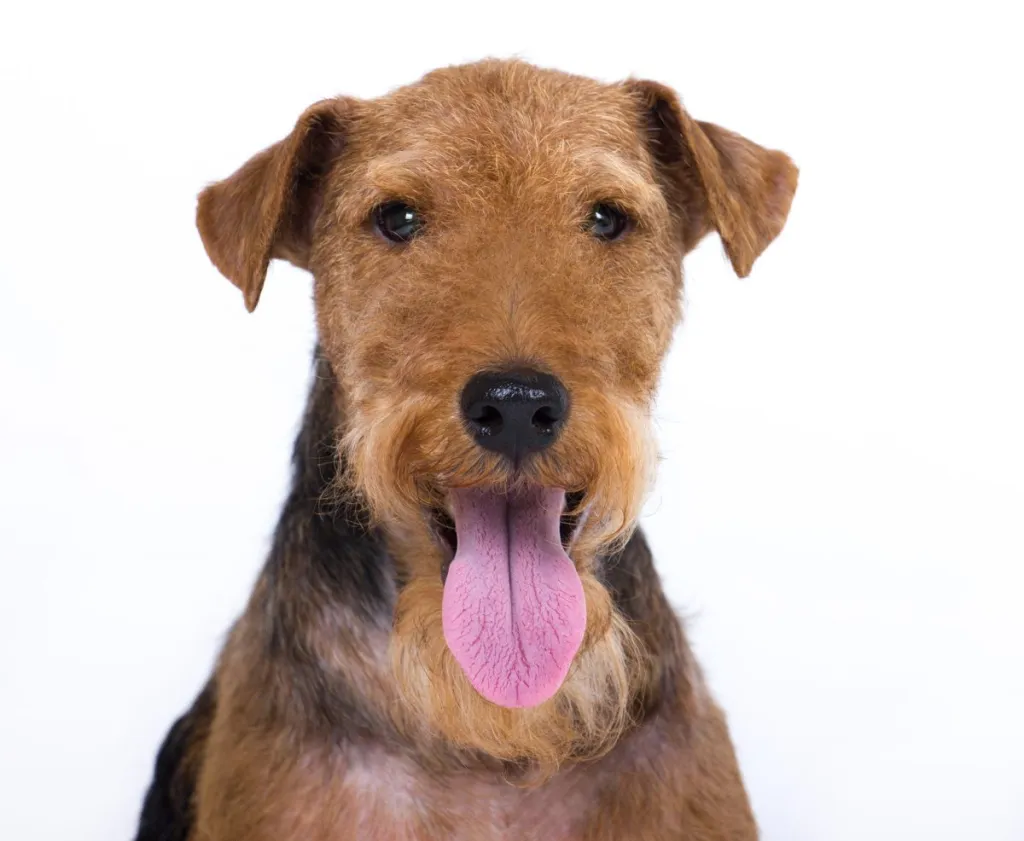 Close up of a Welsh Terrier on an all white backdrop.