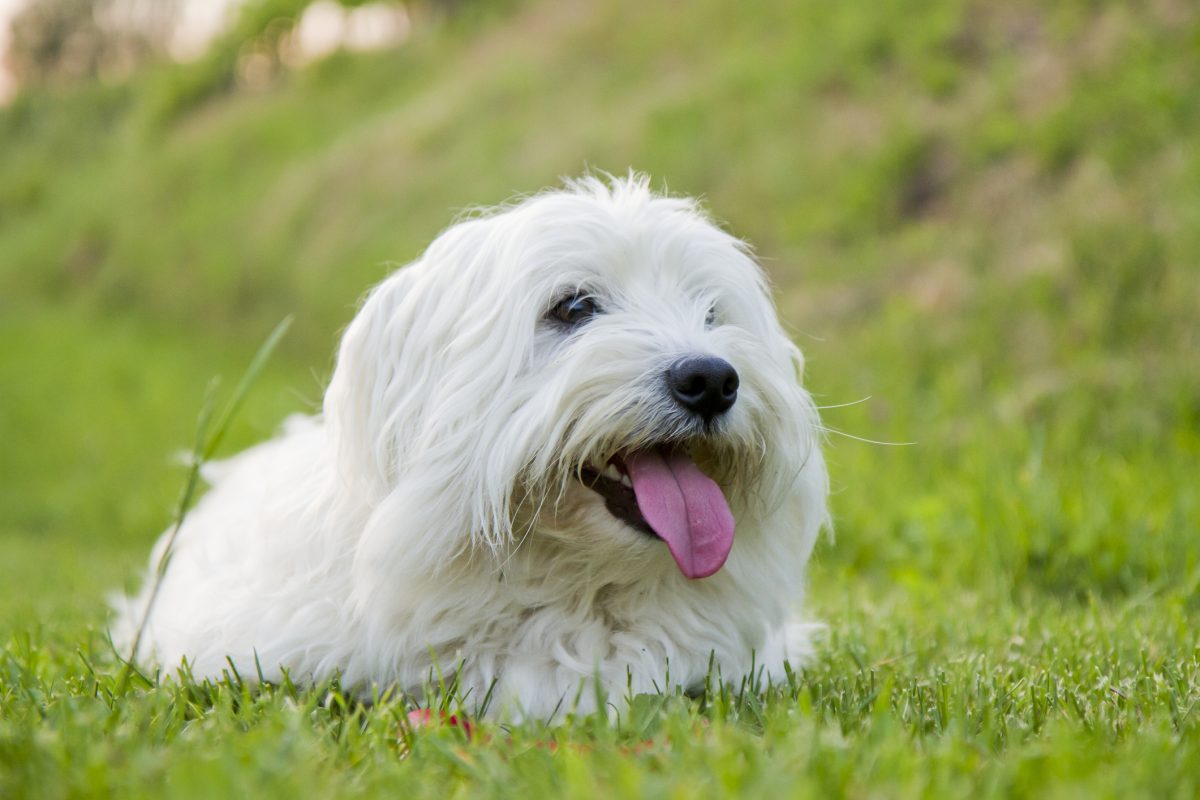 Puppy coton best sale de tulear