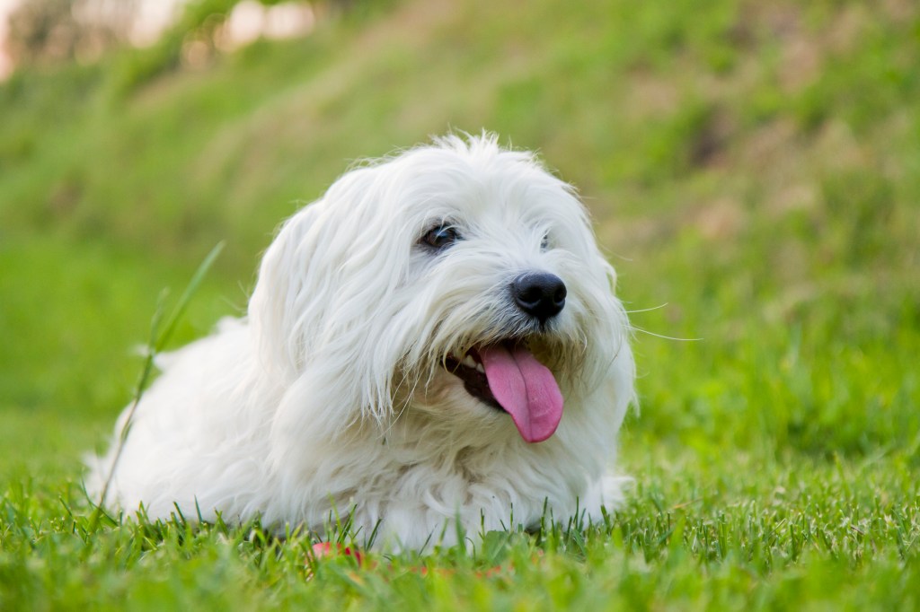 Close up of cute Coton de Tulear dog sitting on green fresh cut grass.