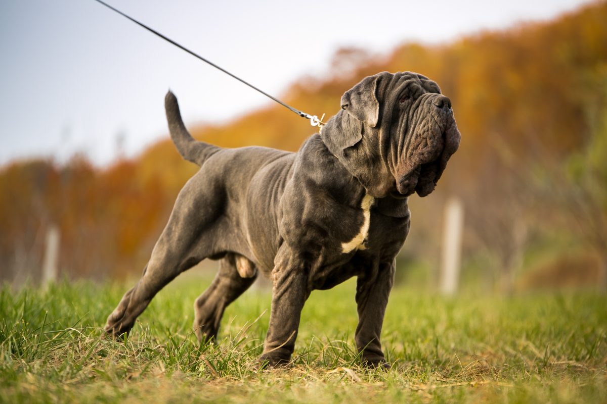 Gray mastiff hot sale