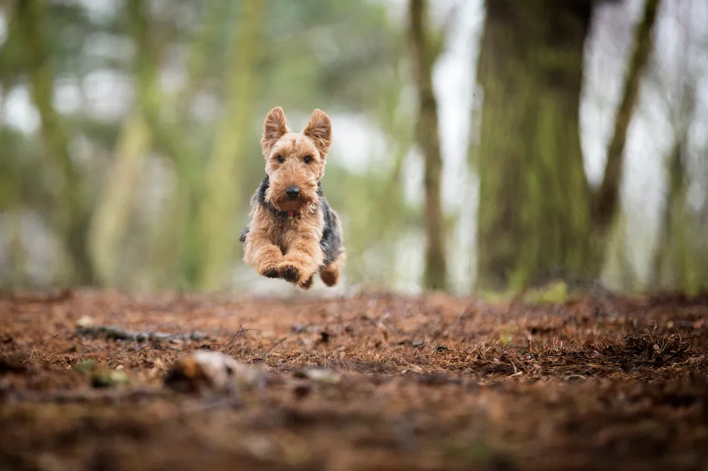 A Welsh Terrier dog in an Autumnal wood runs at full speed toward the camera. The small dog is airborne with all four paws off the ground.