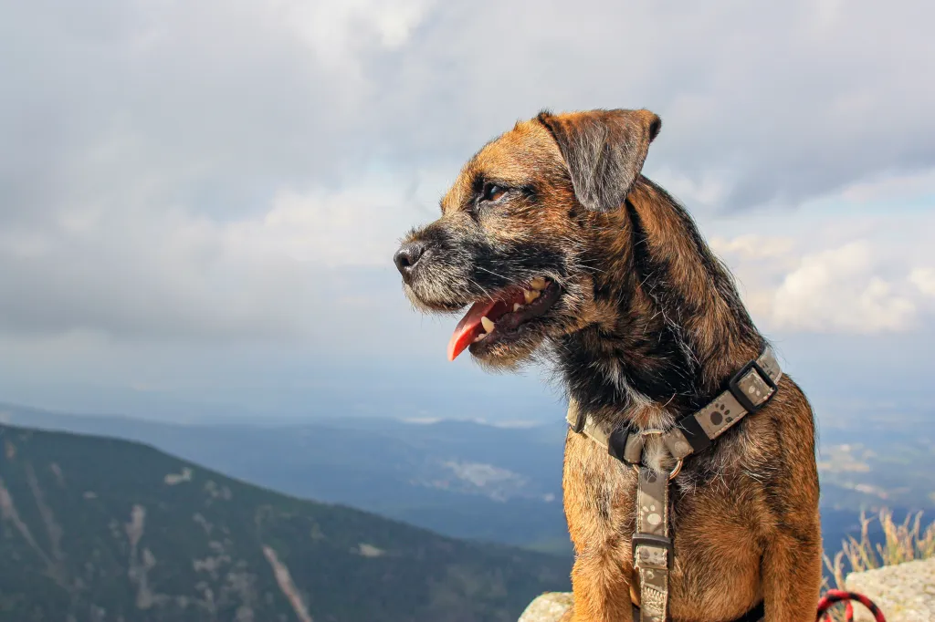 Happy Dog Border Terrier Looking into the Distance in Czech Mountain Krkonose