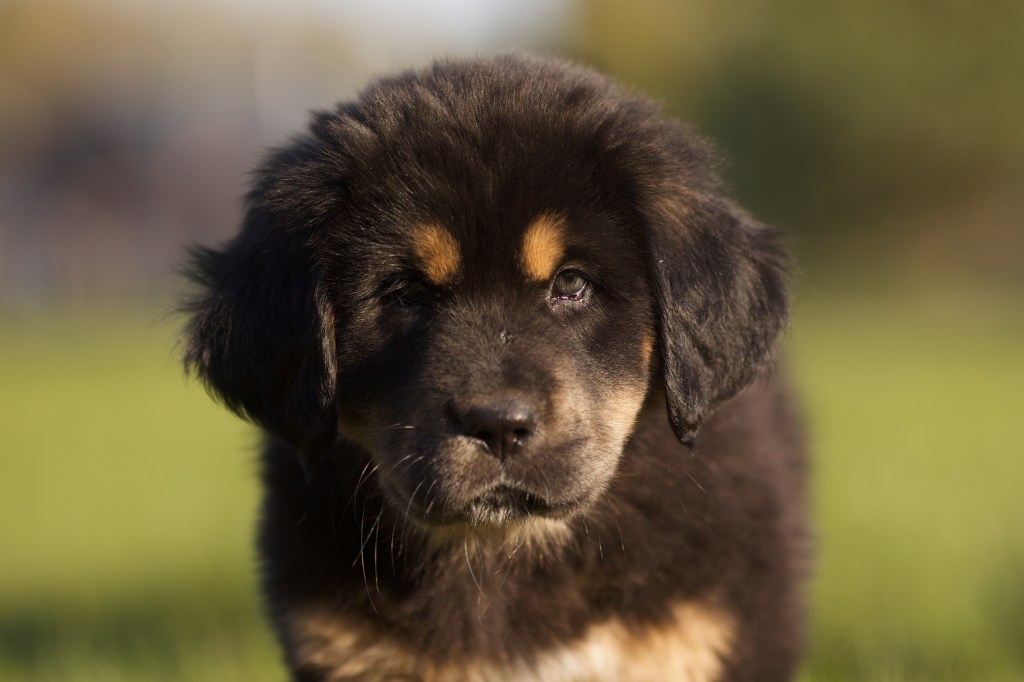 Portrait of a Tibetan Mastiff puppy on the green background.