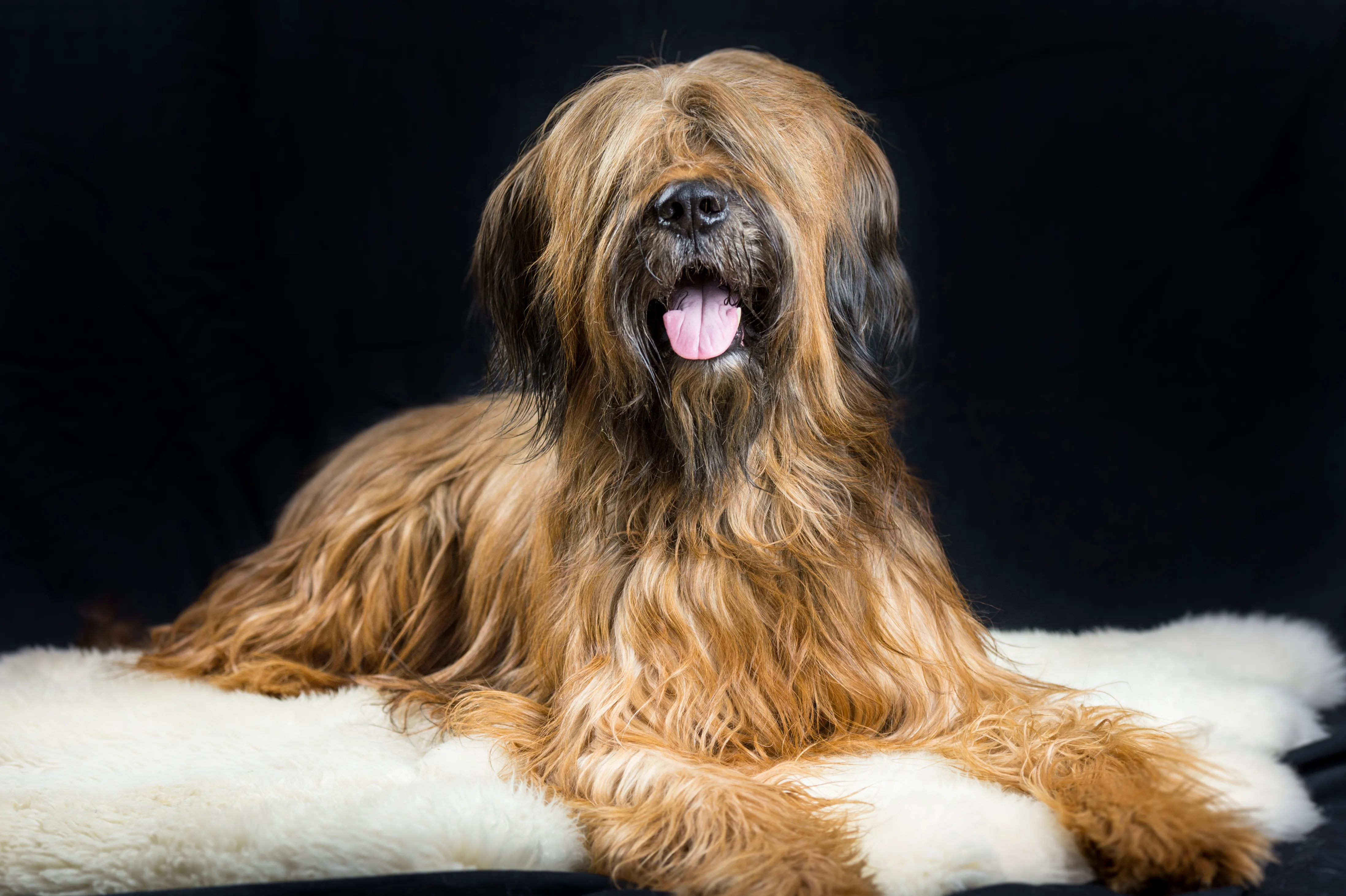 Briard breeders best sale