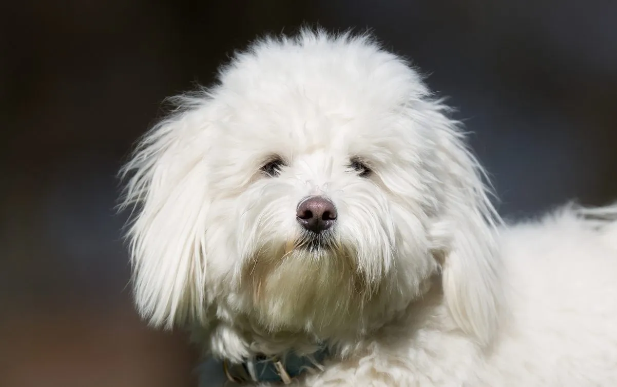 Cottonelle coton clearance de tulear