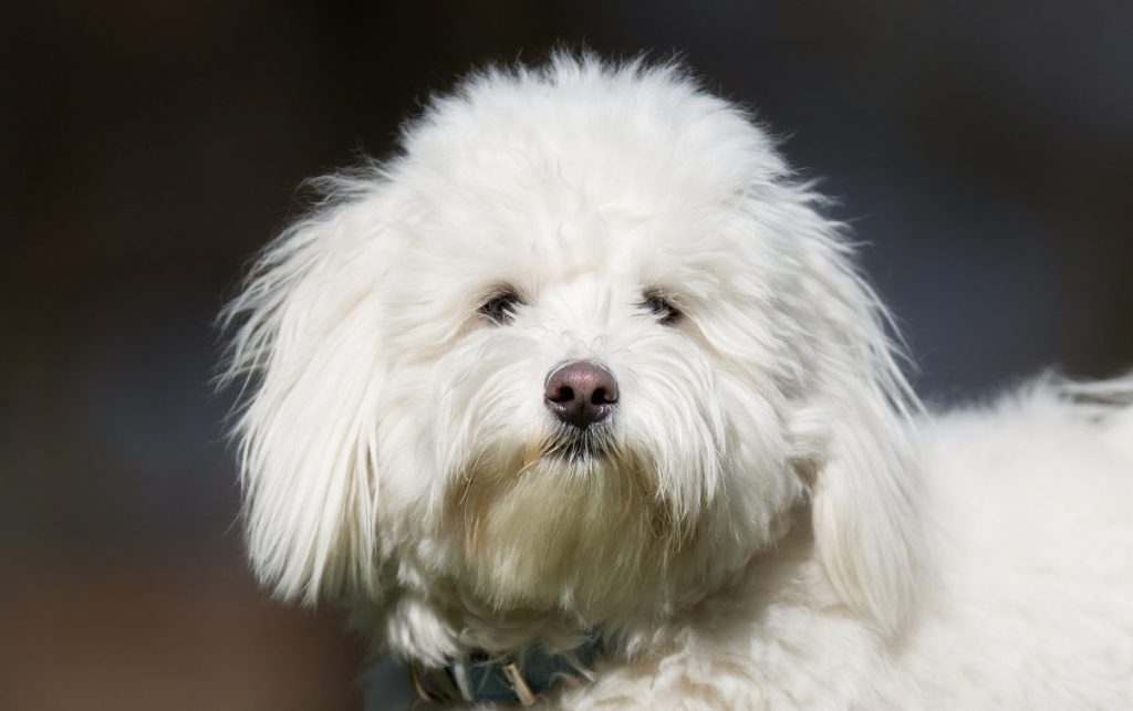 A purebred Coton de Tulear dog