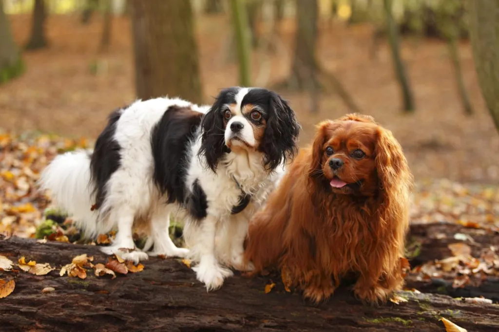two english toy spaniels