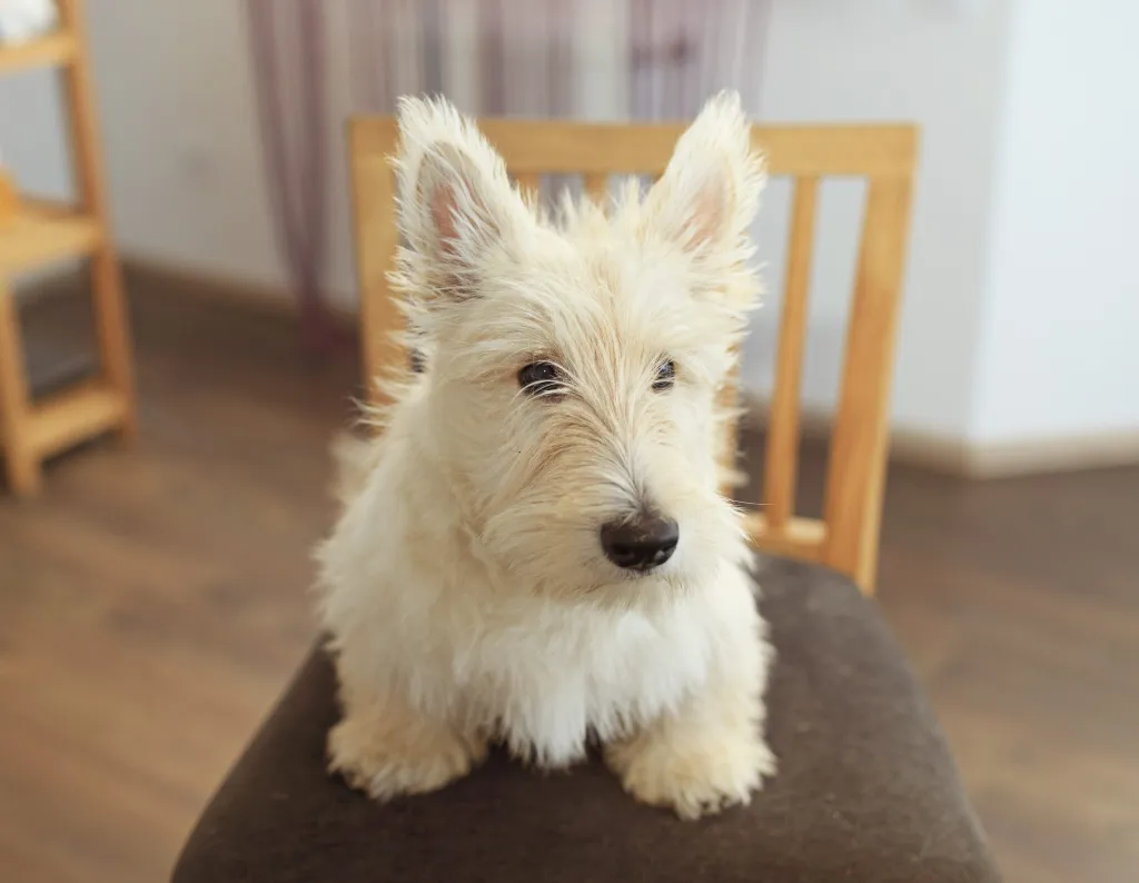 White Scottish Terrier puppy sitting on a chair in the living room.