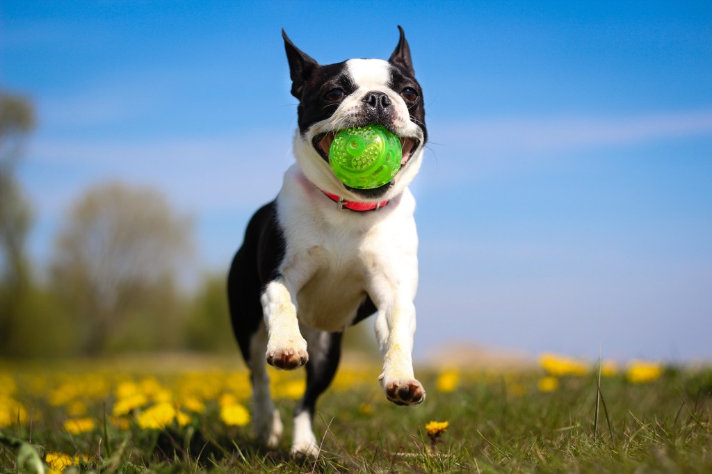 Cute Boston Terrier running over dandelion field with ball in mouth.