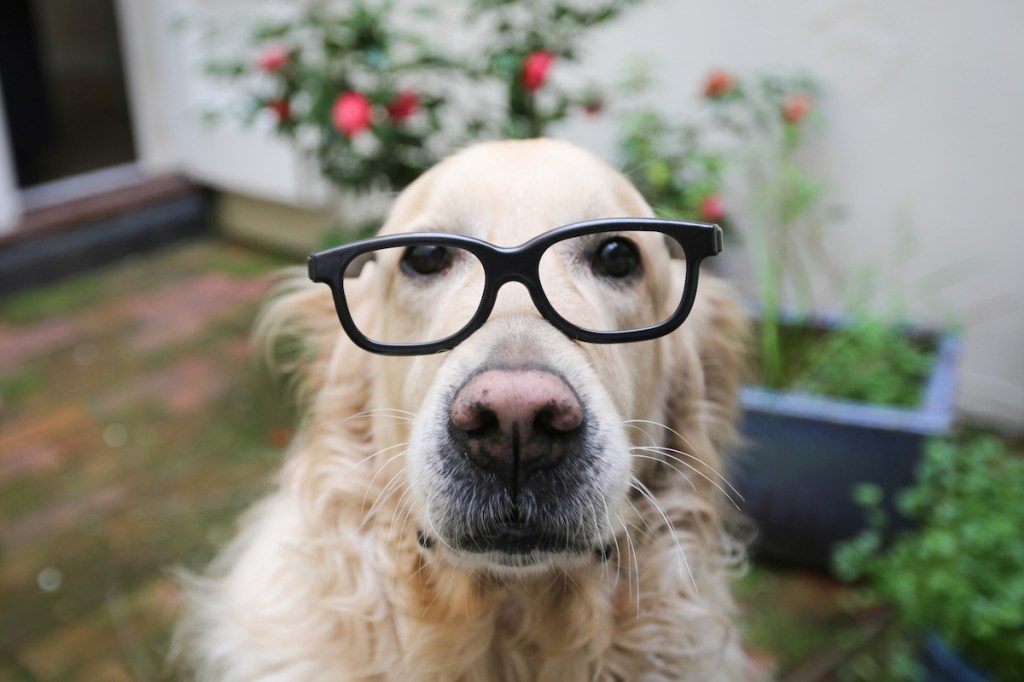 A golden retriever looking rather geeky whilst wearing glasses. Dog has on doggles to help with day blindness in dogs.