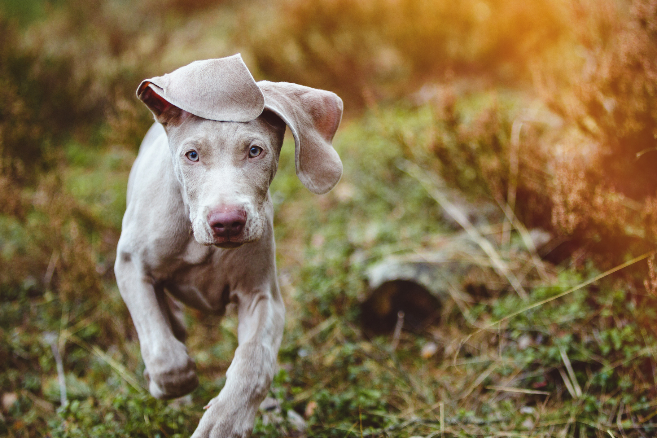 Weimaraner temperament best sale