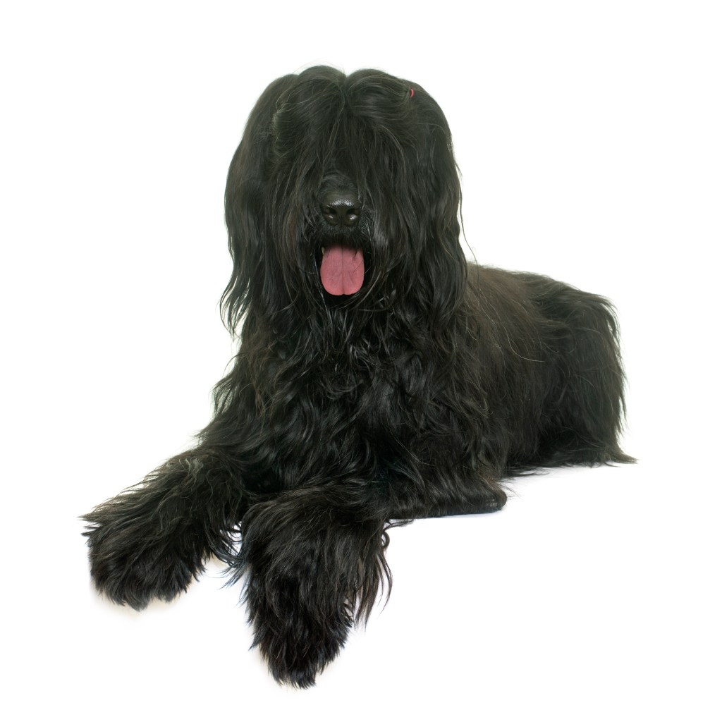 Briard in front of white background