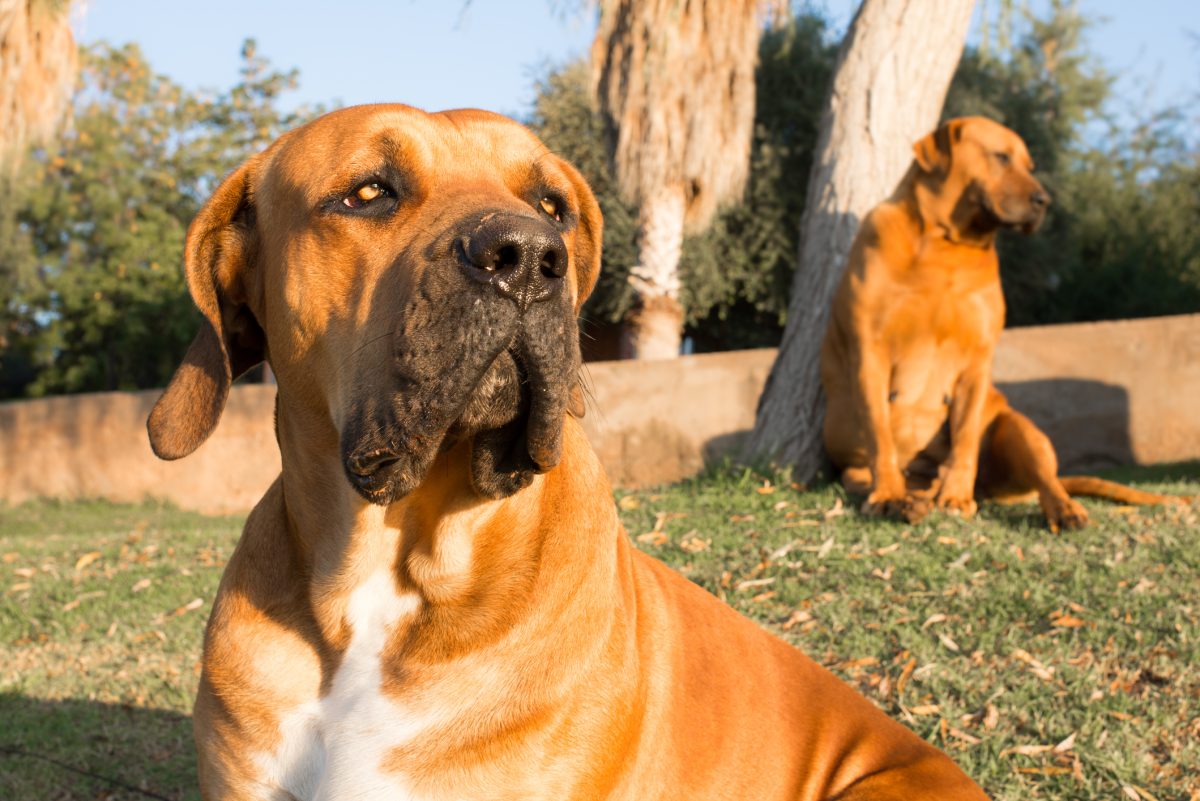 Bulbul sales dog breed