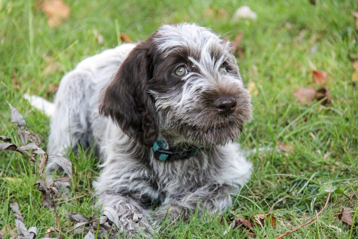 Long haired griffon outlet puppies