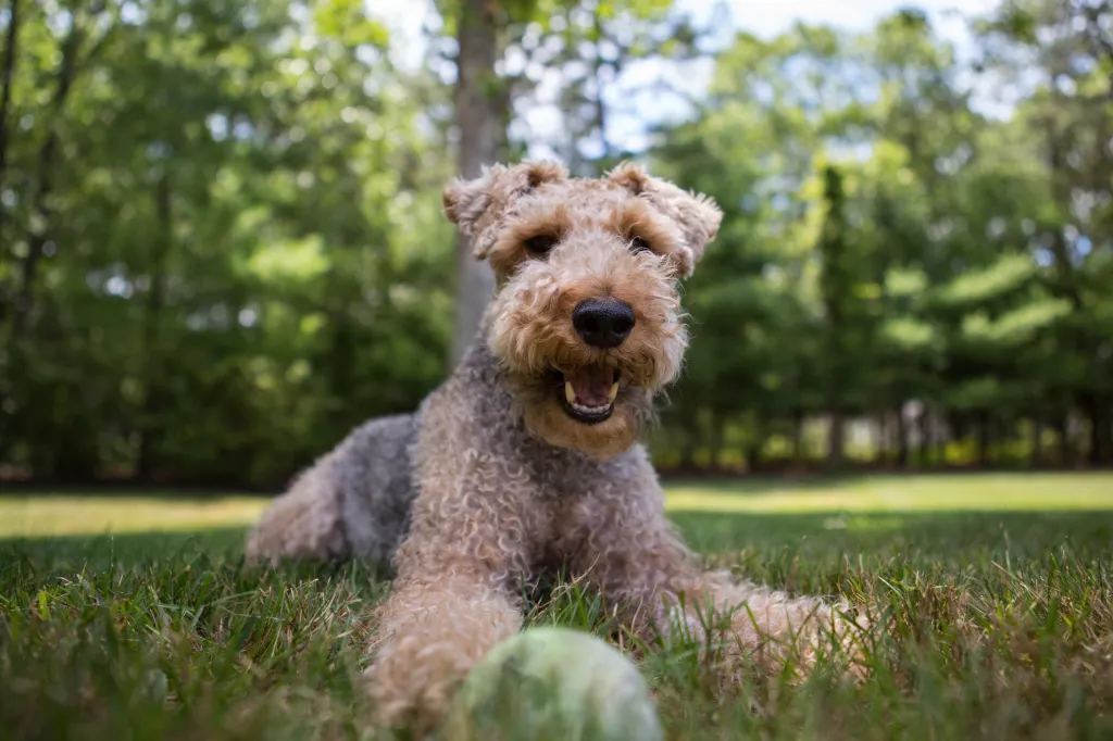 Welsh Terrier playing in the grass with a tennis ball.