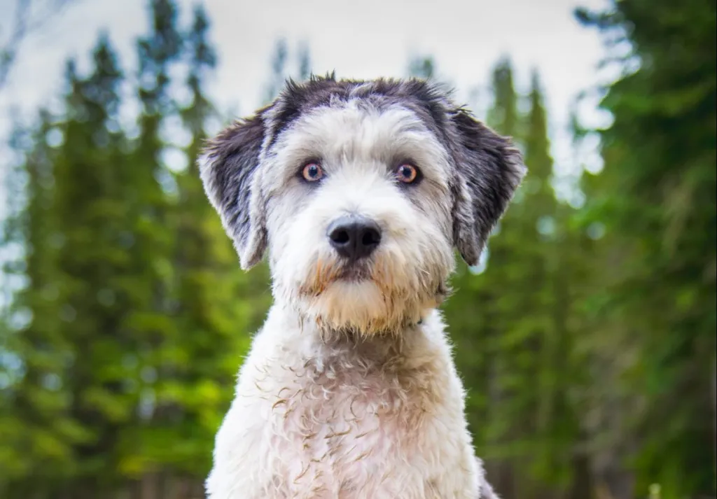 Polish Lowland Sheepdog in a mountain forest
