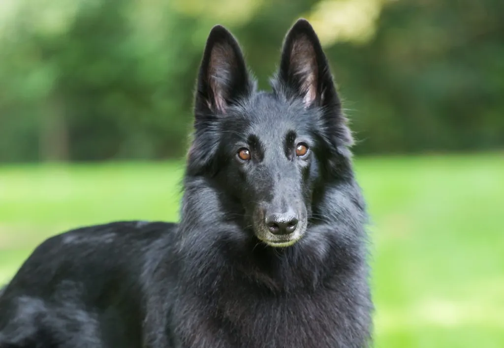 Photograph of an elegant silky black Groenendael, a Belgian dog breed and Belgian sheepdog variety. 