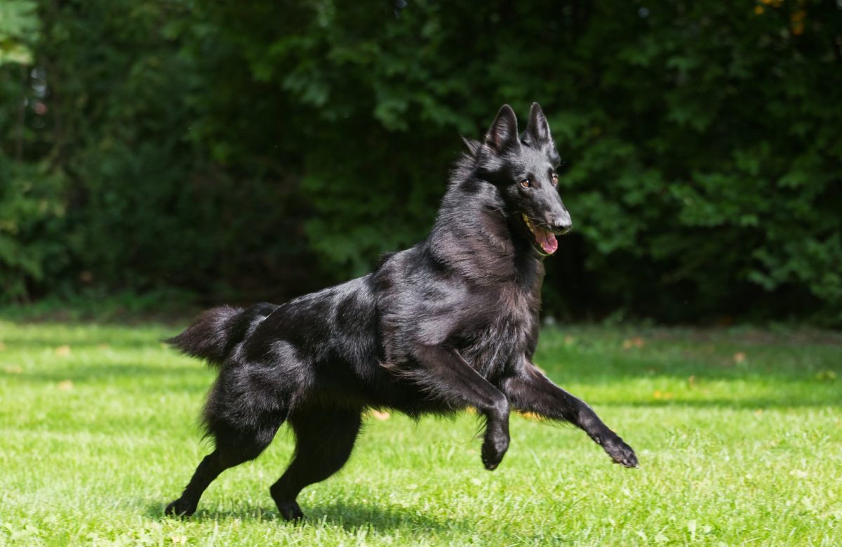 Belgian Sheepdog Dog Breed Information & Characteristics