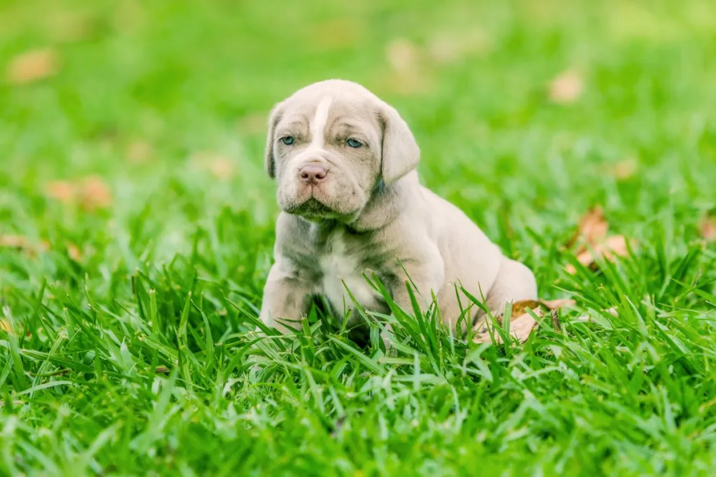 Neapolitan Mastiff Puppy