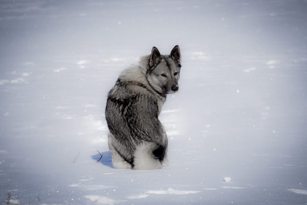 Norwegian Grey Elkhound, a fluffy dog breed, with their head turned back toward the camera.