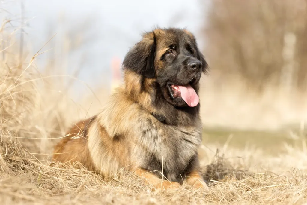 Leonberger Dog Breed Information & Characteristics