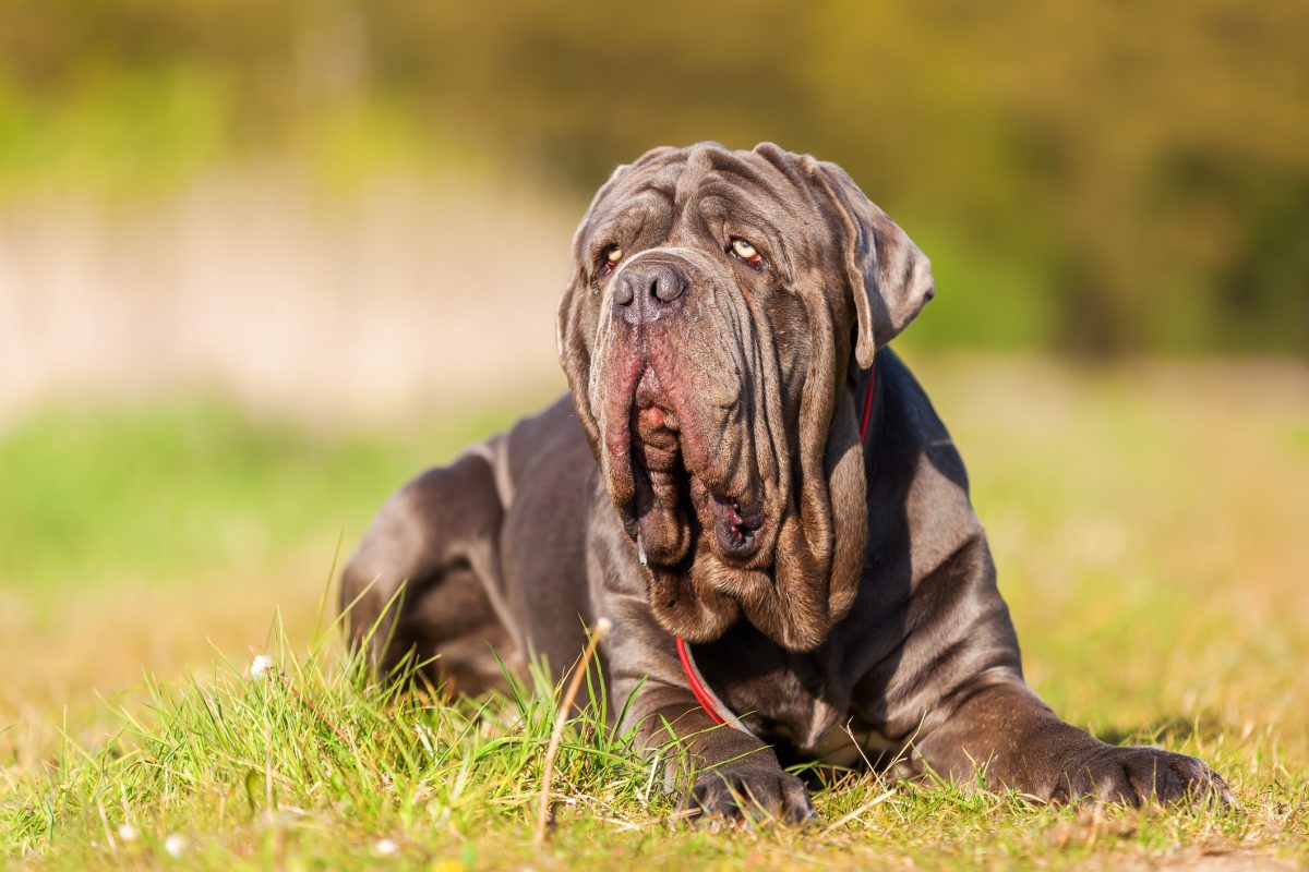 Neapolitan bull hot sale mastiff