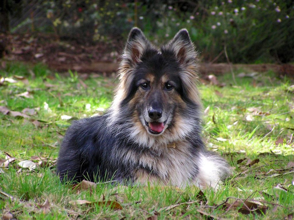 black shiloh shepherd