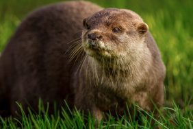 otter walking in grass