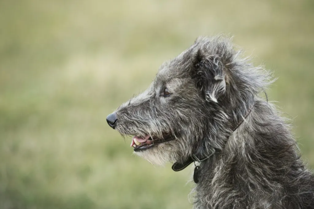 scottish deerhounds