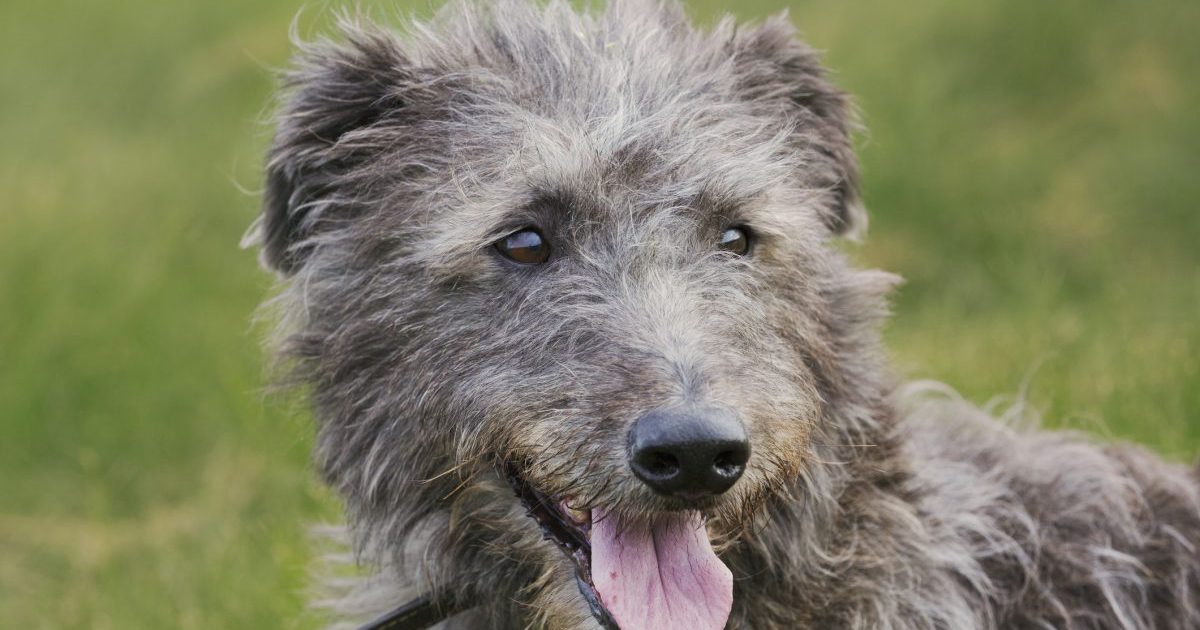 Scottish Deerhound portrait