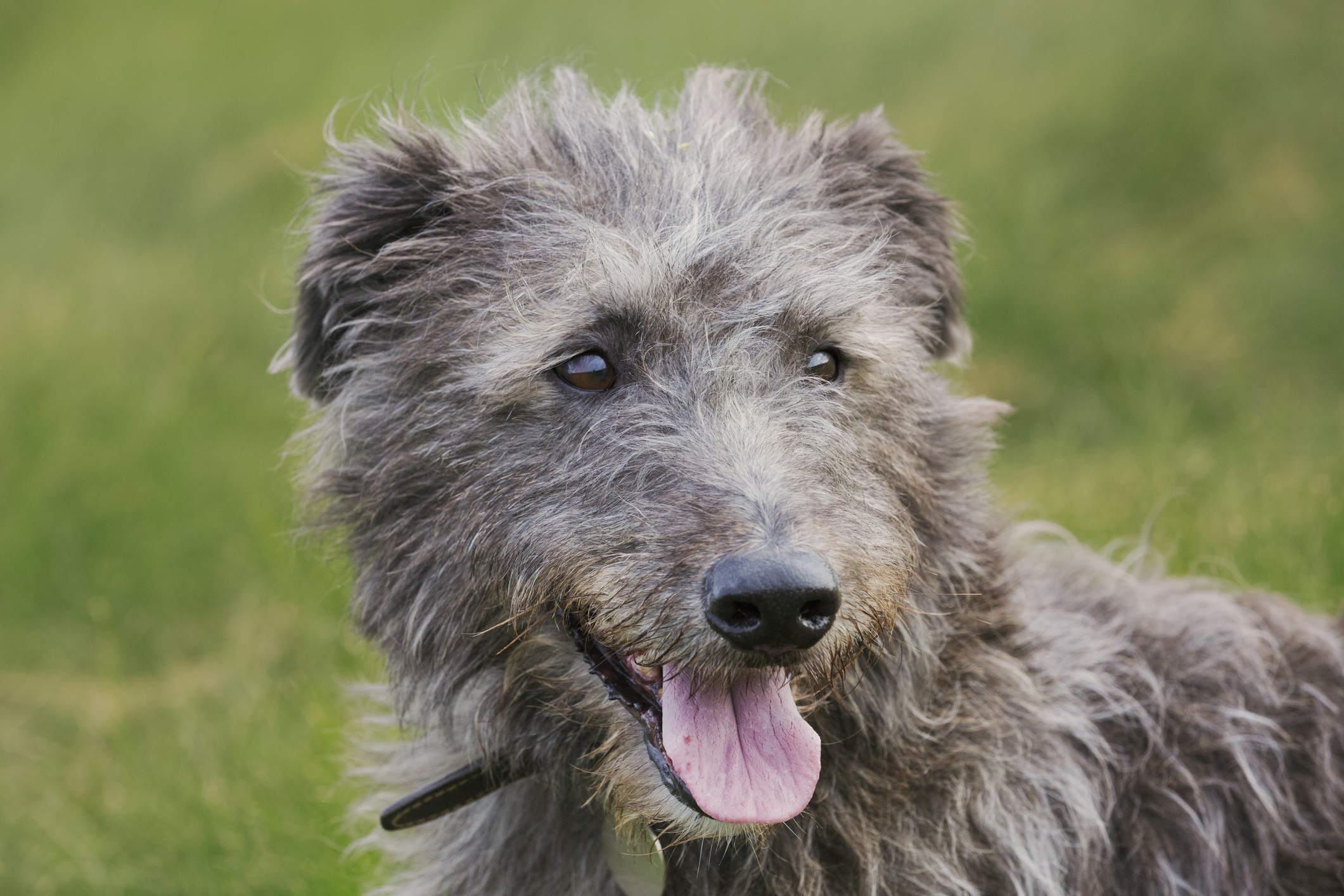 Deerhound puppy deals