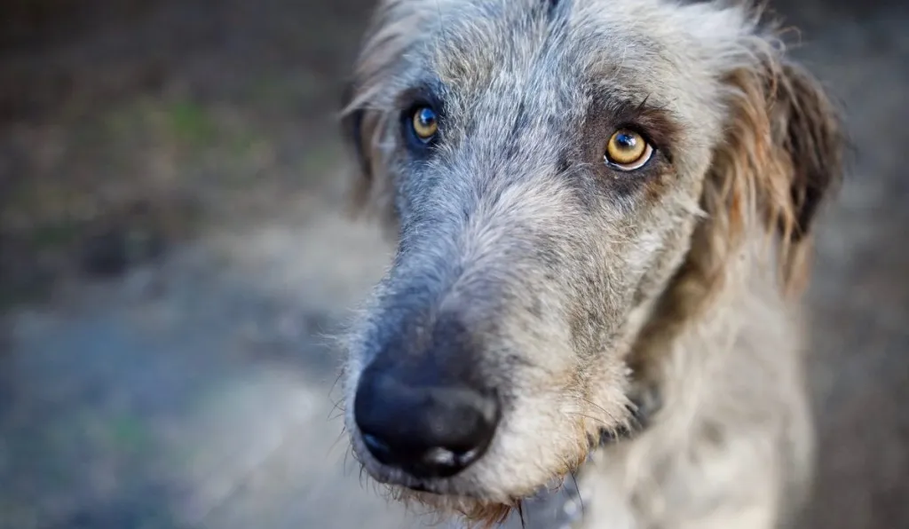 Irish Wolfhound Dog Breed Information & Characteristics